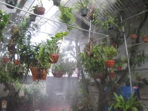 Hệ thống phun tưới hoa lan tự động